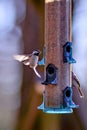 Backyard birds around bird feeder Royalty Free Stock Photo