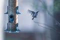 Backyard birds around bird feeder Royalty Free Stock Photo