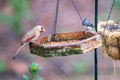 Backyard birds around bird feeder Royalty Free Stock Photo