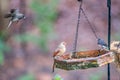 Backyard birds around bird feeder Royalty Free Stock Photo