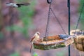 Backyard birds around bird feeder Royalty Free Stock Photo