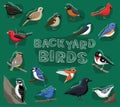 Backyard Birds Cartoon Vector Illustration