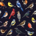 Backyard birds seamless pattern on dark background. Watercolor painted various backyard birds seamless pattern. Bluebird Royalty Free Stock Photo