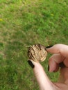 Michigan black walnuts found in backyard