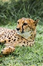 Backyard Cheetah Royalty Free Stock Photo