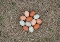 Backyard Chicken Eggs in metal basket on grass