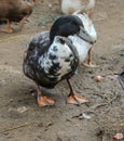 Backyard Ducks Blue Swedish