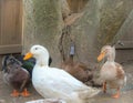 Backyard Ducks