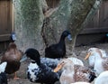 Backyard Ducks Variety Breeds