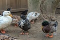 Backyard Ducks Variety Breeds