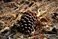A pine cone on the backyard floor Royalty Free Stock Photo