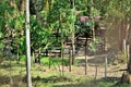 A small round wooden corral in the farm yard