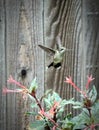 Backyard Female Hummingbird