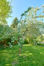 Backyard, fence and lawn with tree or bloom in spring with maintenance with flowers in the outdoor. Landscape, grass and Royalty Free Stock Photo