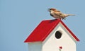 Backyard finch perched on a birdhouse.