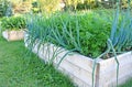 Onions and carrots growing in a backyard raised garden box. Royalty Free Stock Photo