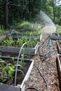 Sun and shady area of backyard garden, with long wood boxes and vegetables beginning to break through rich soil Royalty Free Stock Photo