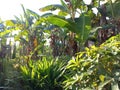 The backyard garden is full of banana trees