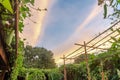 Bamboo trellis with luffa vines growing at vegetable and flower garden with dramatic sunrise sky in Texas, USA Royalty Free Stock Photo