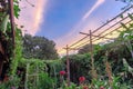 Bamboo trellis with luffa vines growing at vegetable and flower garden with dramatic sunrise sky in Texas, USA Royalty Free Stock Photo