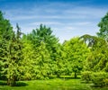 Backyard and garden with manu trees and grass on lawn Royalty Free Stock Photo