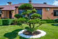 Backyard garden with nicely trimmed bonsai and bushes in front of the villa Royalty Free Stock Photo