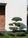 Backyard garden with nicely trimmed bonsai, bushes and grass in front of the modern European style villa. Royalty Free Stock Photo