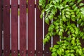 Natural wooden background with green leaves Royalty Free Stock Photo