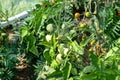 Backyard greenhouse made of foil standing on the grass behind the house, visible young tomato bushes.