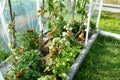 Backyard greenhouse made of foil standing on the grass behind the house, visible young tomato bushes.