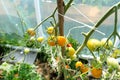 Backyard greenhouse made of foil standing on the grass behind the house, visible young tomato bushes.