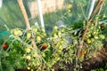 Backyard greenhouse made of foil standing on the grass behind the house, visible young tomato bushes.