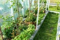 Backyard greenhouse made of foil standing on the grass behind the house, visible young tomato bushes.