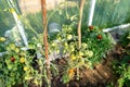 Backyard greenhouse made of foil standing on the grass behind the house, visible young tomato bushes.