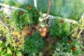 Backyard greenhouse made of foil standing on the grass behind the house, visible young tomato bushes.