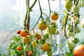 Backyard greenhouse made of foil standing on the grass behind the house, visible young tomato bushes.