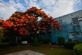 Backyard of a house with a red flamboyant tree and a parked car Royalty Free Stock Photo