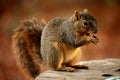 Backyard image of a brown squirrel feeding