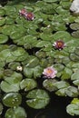 Backyard koi pond Royalty Free Stock Photo