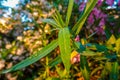 Long green leaves of an oleander plant with water drops Royalty Free Stock Photo