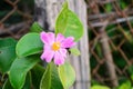 The leaves and flower of pereskia grandifolia