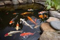 backyard pond with koi fish swimming