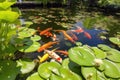 backyard pond with koi fish swimming among lily pads