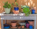 Succulent plants in colorful containers Royalty Free Stock Photo