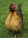 Backyard poultry golden laced bantam pullet