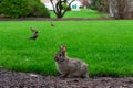 Backyard Rabbit with Robins in the background at a Suburban Home