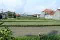 Backyard Rice Paddies Royalty Free Stock Photo