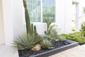 Backyard Rockery Garden with Green Small Succulent Plants.