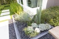 Backyard Rockery Garden with Green Small Succulent Plants.