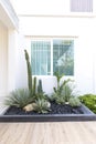 Backyard Rockery Garden with Green Small Succulent Plants.